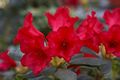 Rhododendron repens Baden Baden-2 Różanecznik